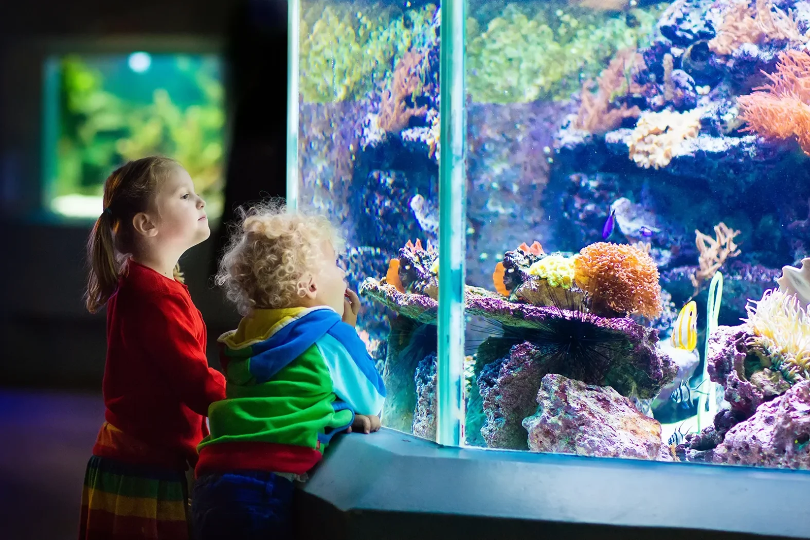Enfants observant les poissons et coraux à l’Aquarium de Lyon.