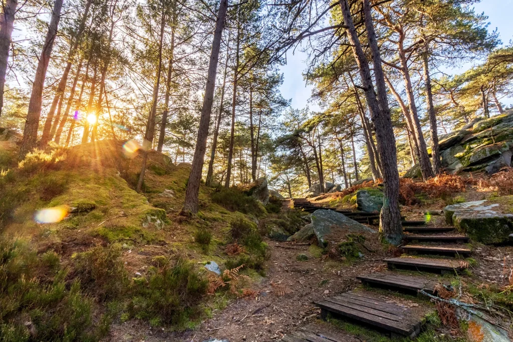 Sentier de randonnée en forêt de Fontainebleau au lever du soleil.