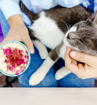Personne caressant un chat gris et blanc tout en tenant une tasse de boisson décorée de pétales.