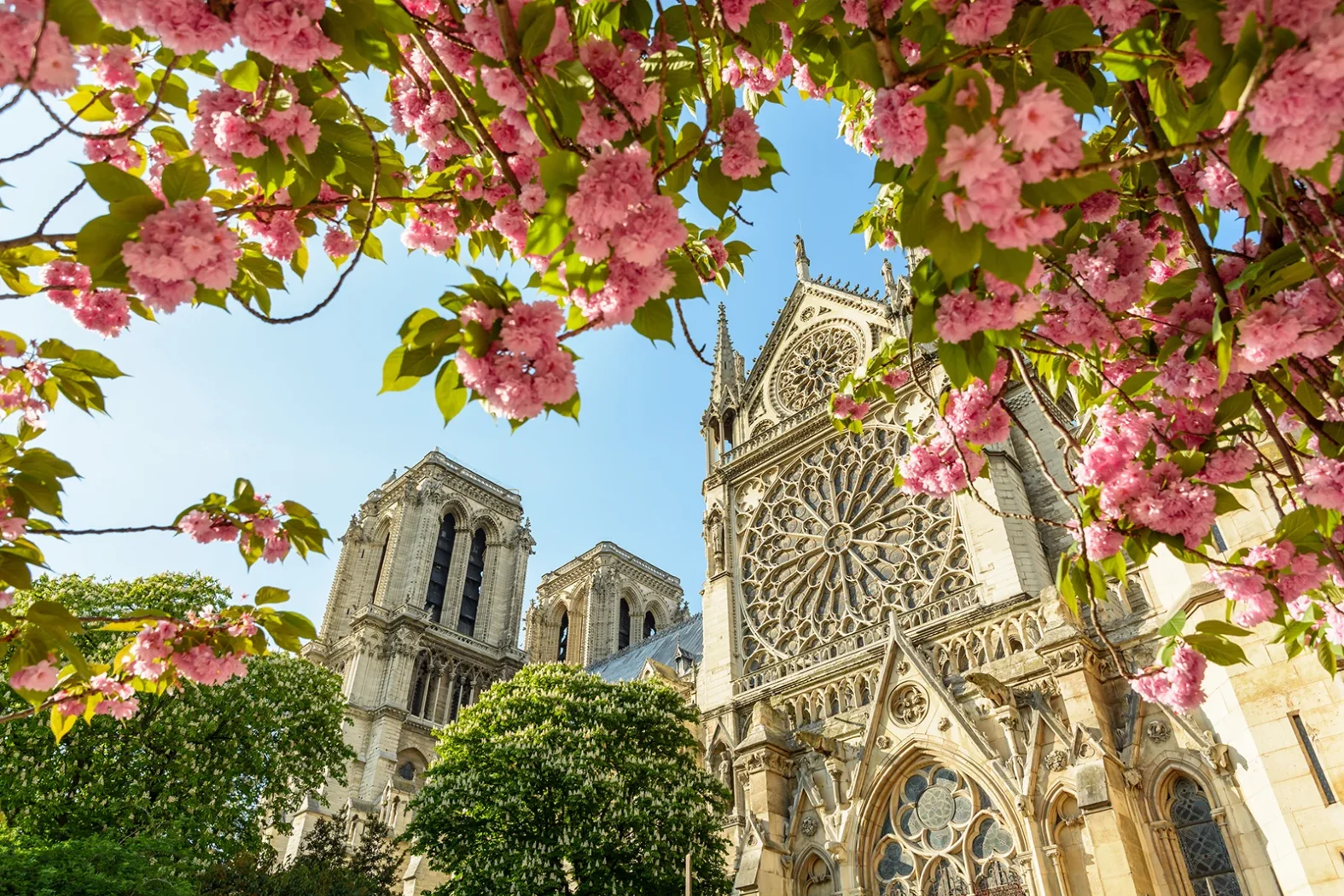 Vue de la cathédrale Notre-Dame de Paris encadrée par des branches fleuries de cerisiers sous un ciel bleu.